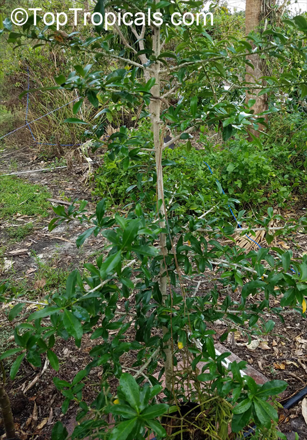 Hyperacanthus amoenus, Gardenia amoena, Thorny gardenia, Murombe, Bembethu