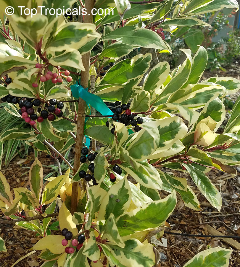 Ardisia elliptica variegata, Variegated Ardisia