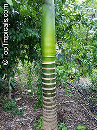 Areca catechu, Areca triandra, Areca Palm, Betel Nut , Bunga, Pinang

Click to see full-size image
