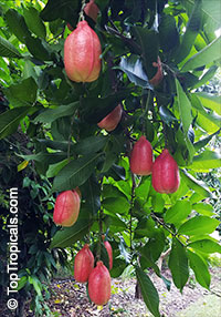 Blighia sapida, Cupania sapida, Akee, Seso Vegetal, Arbre a Fricasser (Haiti)

Click to see full-size image