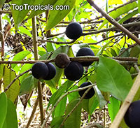 Myrciaria vexator, False Jaboticaba, Vexator, Blue Grape

Click to see full-size image
