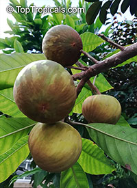 Pouteria sp., Ross Sapote

Click to see full-size image