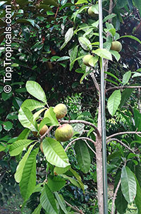 Pouteria sp., Ross Sapote

Click to see full-size image