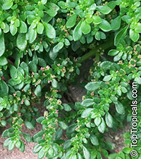 Pilea microphylla, Pilea serpyllacea, Artillery Plant, Gunpowder Plant 

Click to see full-size image