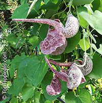 Aristolochia labiata, Aristolochia brasiliensis, Mottled Dutchman's Pipe, Roster Flower

Click to see full-size image