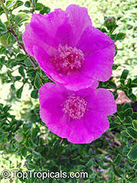 Leuenbergeria portulacifolia, Pereskia portulacifolia, Pink Rose Cactus

Click to see full-size image