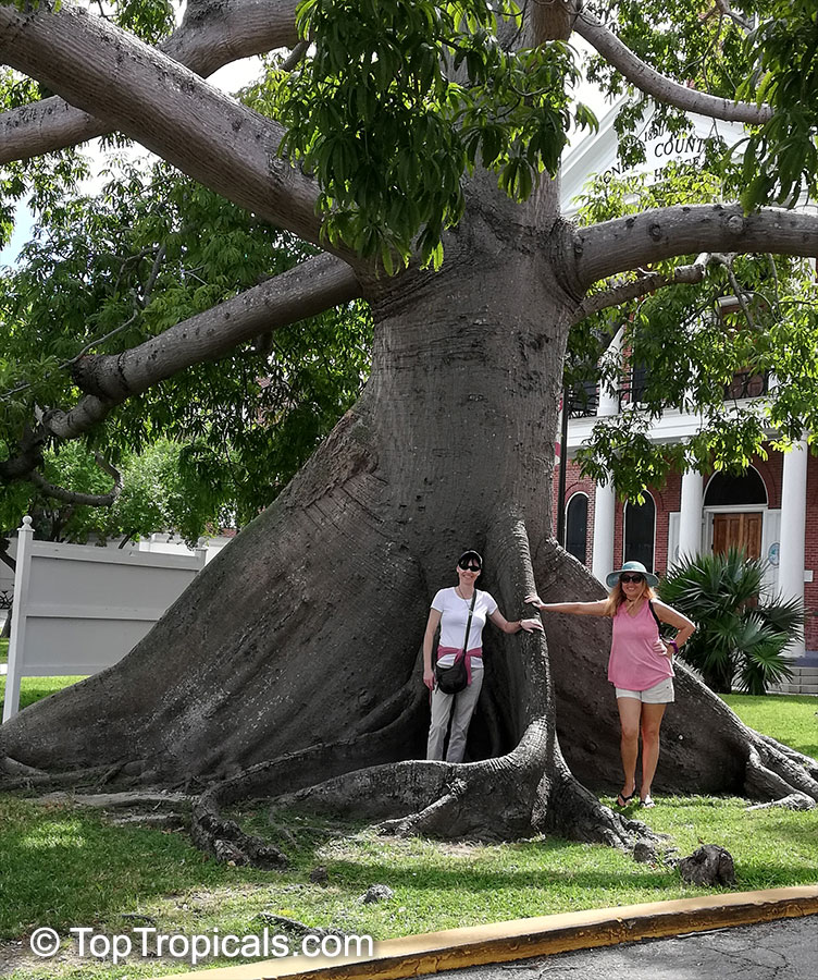 Ceiba pentandra, Kapok Tree