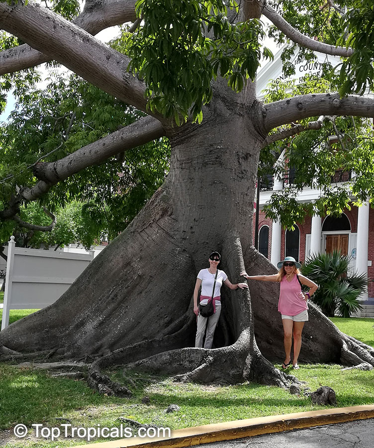 Ceiba pentandra (Kapok Tree)