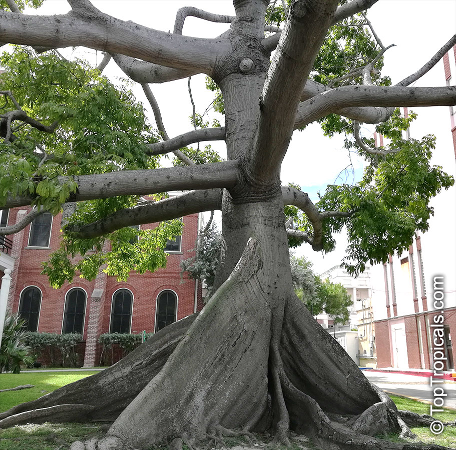 Ceiba pentandra, Kapok Tree - large tree