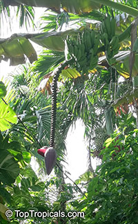 Musa sp., Banana, Bananier Nain, Canbur, Curro, Plantain

Click to see full-size image