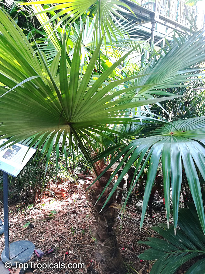 Coccothrinax readii, Coccothrinax argentata of Henderson, Mexican Silver Palm, Knacas, Nakax, Mexican Silver Thatch Palm