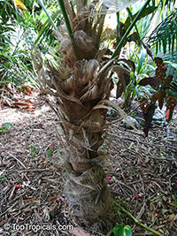 Coccothrinax readii, Coccothrinax argentata of Henderson, Mexican Silver Palm, Knacas, Nakax, Mexican Silver Thatch Palm

Click to see full-size image