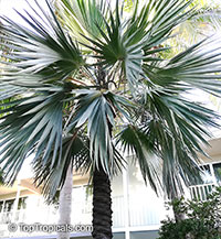 Latania sp., Latan Palm