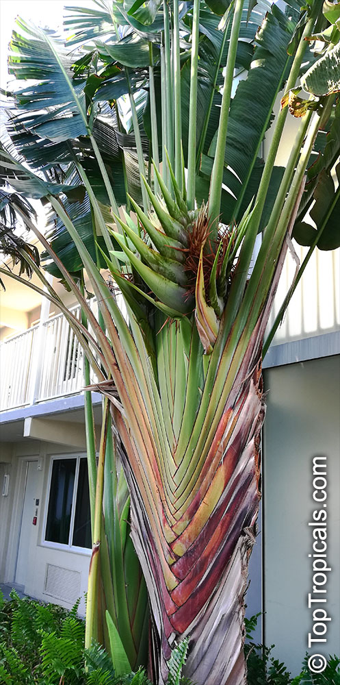 Ravenala madagascariensis - description