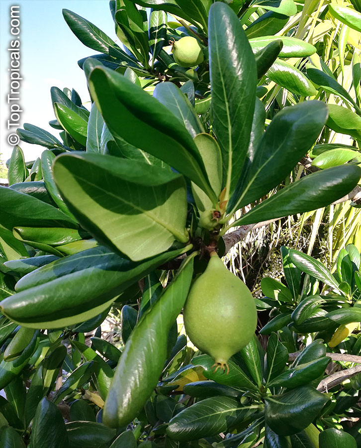 Genipa clusiifolia, Seven Year Apple