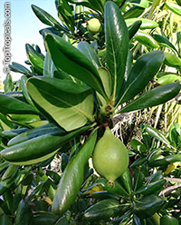 Genipa clusiifolia, Seven Year Apple

Click to see full-size image