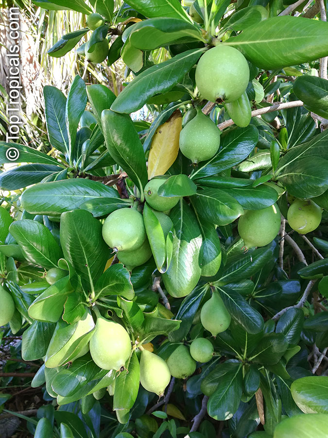 Genipa clusiifolia, Seven Year Apple