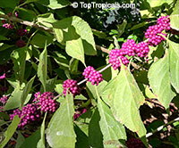Callicarpa americana, American Beautyberry

Click to see full-size image