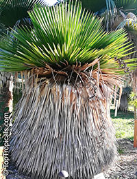 Copernicia macroglossa, Cuban Petticoat Palm

Click to see full-size image