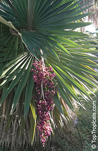 Coccothrinax borhidiana, Borhidi's Guano Palm

Click to see full-size image