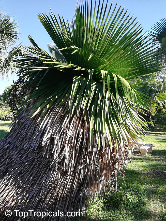 Coccothrinax borhidiana, Borhidi's Guano Palm