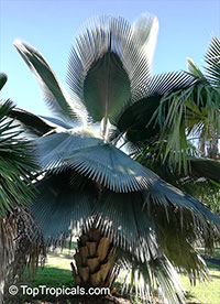 Copernicia fallaensis, Giant Yarey Palm

Click to see full-size image
