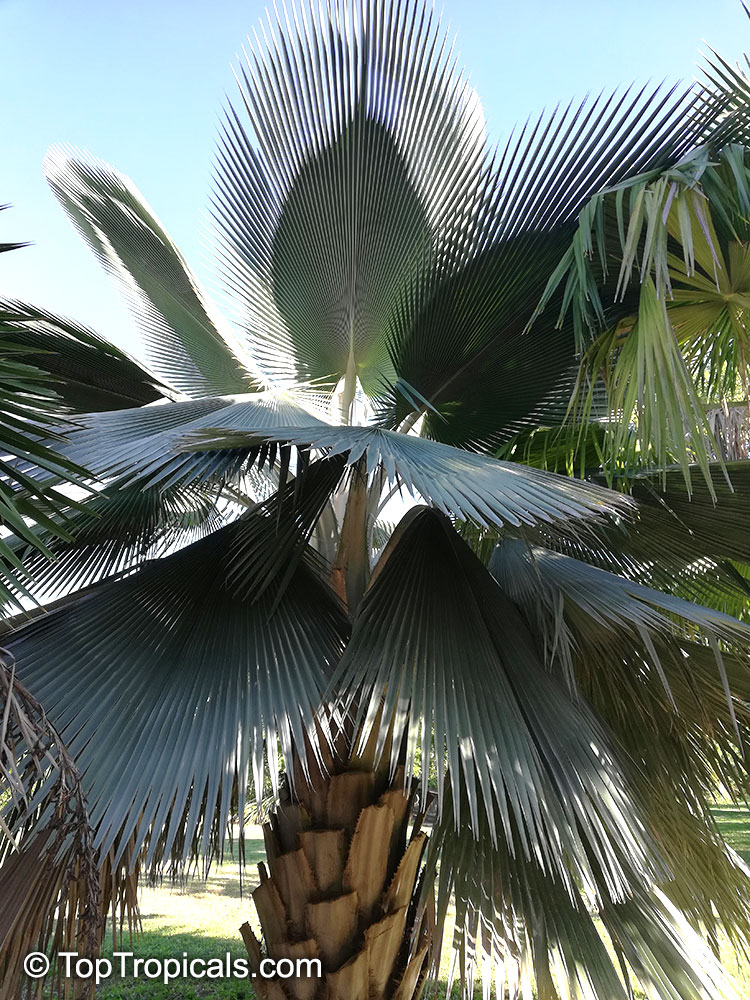 Copernicia fallaensis, Giant Yarey Palm