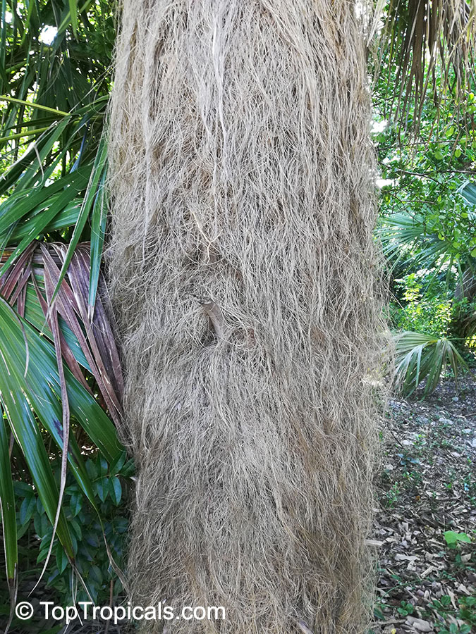 Coccothrinax sp., Old Man Palm