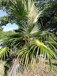 Coccothrinax sp., Old Man Palm

Click to see full-size image