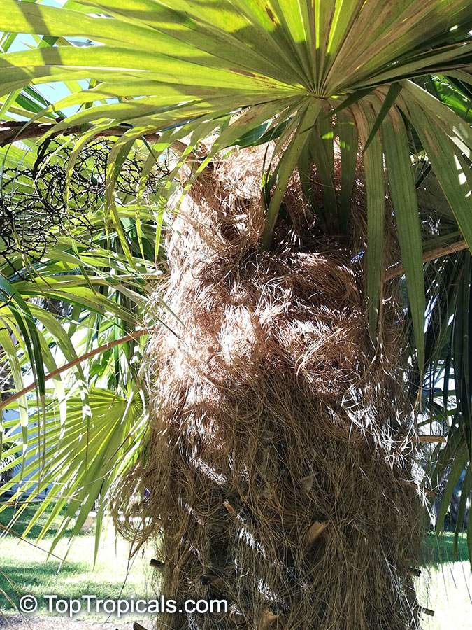 Coccothrinax sp., Old Man Palm