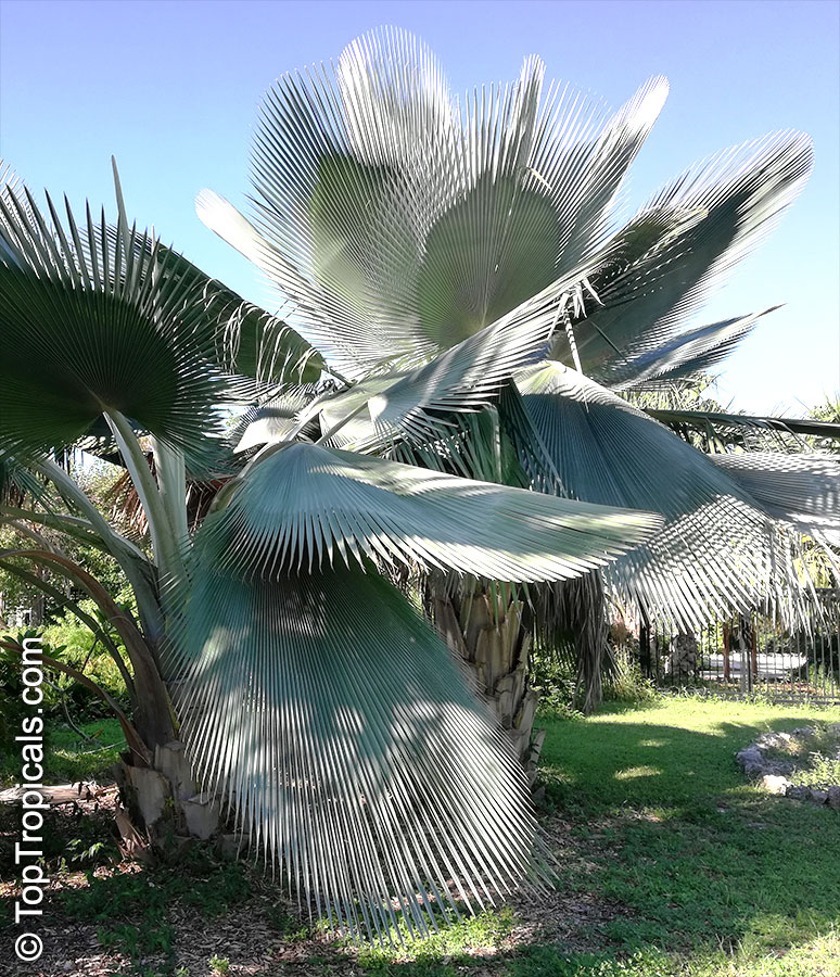 Copernicia fallaensis, Giant Yarey Palm
