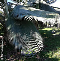 Copernicia fallaensis, Giant Yarey Palm

Click to see full-size image