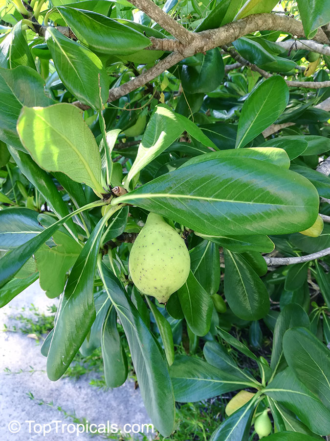 Casasia clusiifolia, Seven-year Apple
