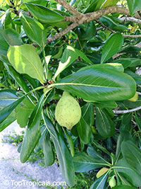 Casasia clusiifolia, Seven-year Apple

Click to see full-size image