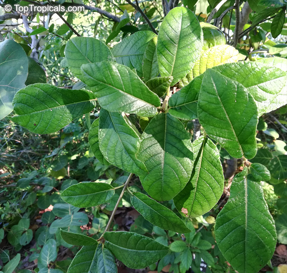 Guettarda scabra, Rough-leaf velvetseed