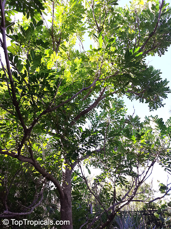 Simarouba glauca, Paradise-tree, Dysentery-bark, Bitterwood, Lakshmi Taru