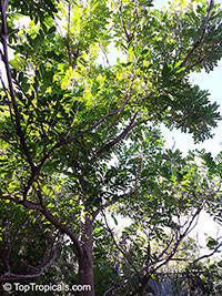 Simarouba glauca, Paradise-tree, Dysentery-bark, Bitterwood, Lakshmi Taru

Click to see full-size image