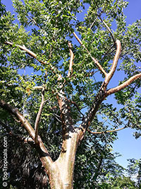 Bursera simaruba, Gumbo-Limbo, West Indian Birch, Tourist Tree

Click to see full-size image