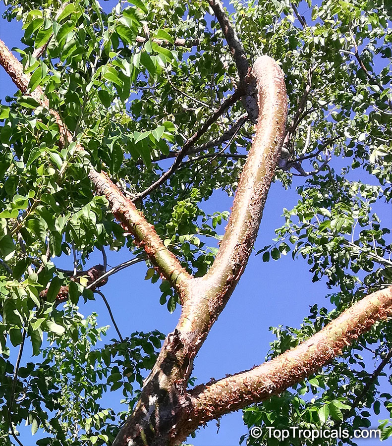 Bursera simaruba, Gumbo-Limbo, West Indian Birch, Tourist Tree