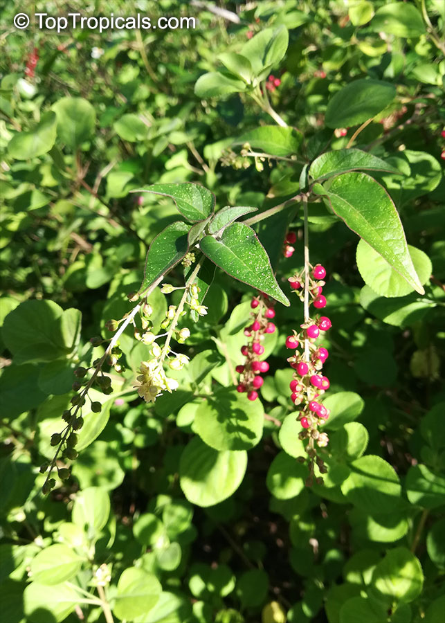 Rivina humilis, Bloodberry, Rouge Plant, Baby Pepper,Pigeonberry, Coralito, Inkberry, Small Pokeweed