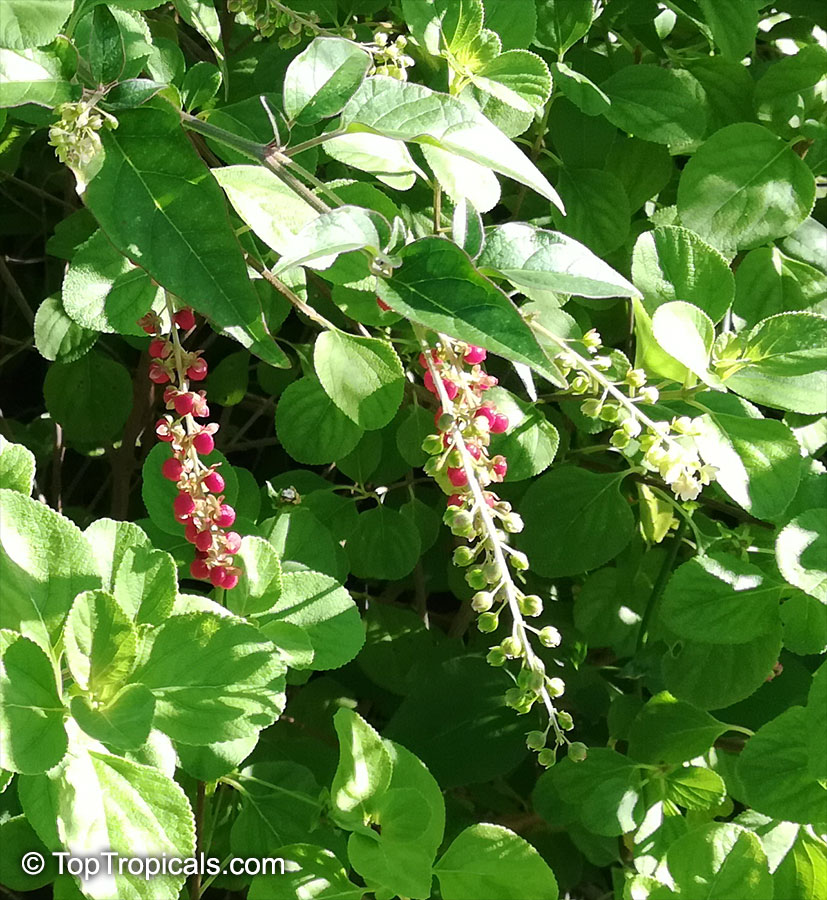 Rivina humilis, Bloodberry, Rouge Plant, Baby Pepper,Pigeonberry, Coralito, Inkberry, Small Pokeweed