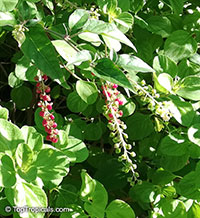 Rivina humilis, Bloodberry, Rouge Plant, Baby Pepper,Pigeonberry, Coralito, Inkberry, Small Pokeweed

Click to see full-size image