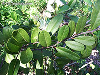Cynophalla flexuosa, Morisonia flexuosa, Capparis flexuosa, Limber Caper, Bayleaf Capertree

Click to see full-size image
