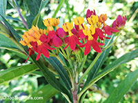 Asclepias curassavica, Milkweed

Click to see full-size image