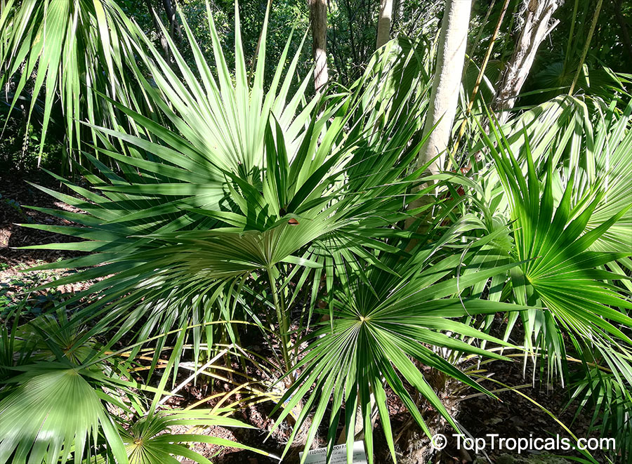 Thrinax radiata, Thrinax floridana, Florida Thatch Palm