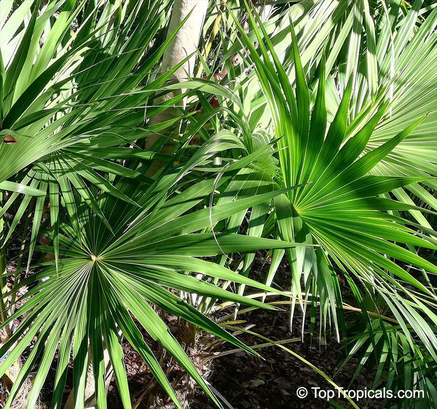 Thrinax radiata, Thrinax floridana, Florida Thatch Palm
