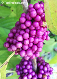 Callicarpa sp., Beautyberry

Click to see full-size image