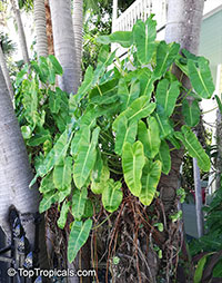 Philodendron 'Burle Marx', Philodendron 'Burle Marx'

Click to see full-size image