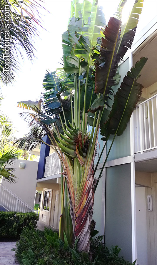 Ravenala madagascariensis Travelers Palm Pint Plant - Georgia Vines