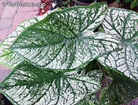 Caladium bicolor, Caladium, Fancy Leaved Caladium

Click to see full-size image